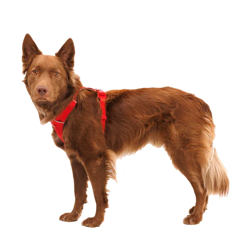 ⚡ Ruffwear Front Range Harness