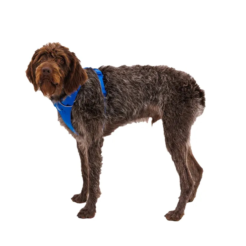 ⚡ Ruffwear Front Range Harness