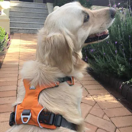 ✨ SALE ✨ Ruffwear Front Range Harness 2024