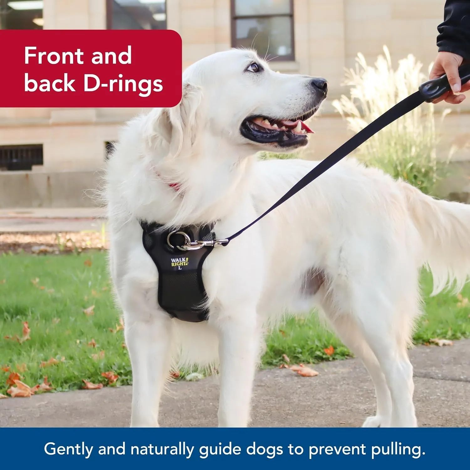 Coastal Pet Walk Right Front-Connect No-Pull Padded Dog Harness - Adjustable & Comfortable Dog Harness - Small & Large Breed Fit - Quality Pet Supplies - Black, MED (20"-30")