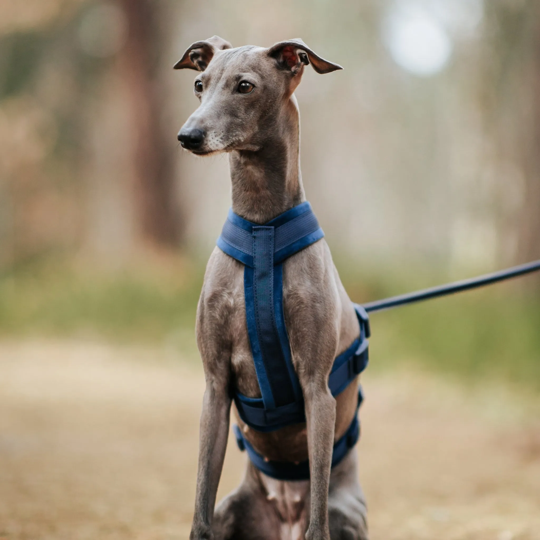 Dark Blue Y-Harness XS
