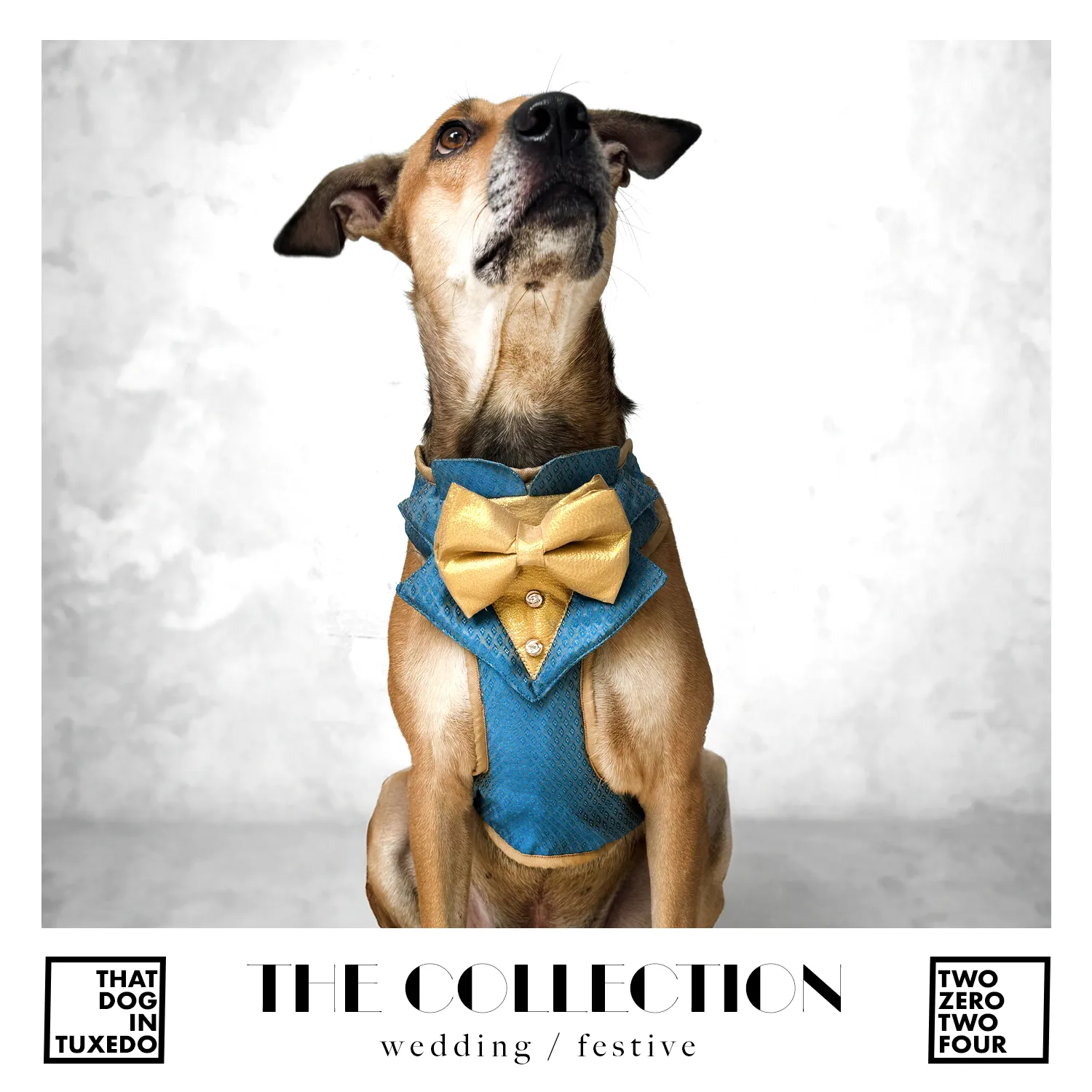 Festive Regal Tuxedo Harness - Blue