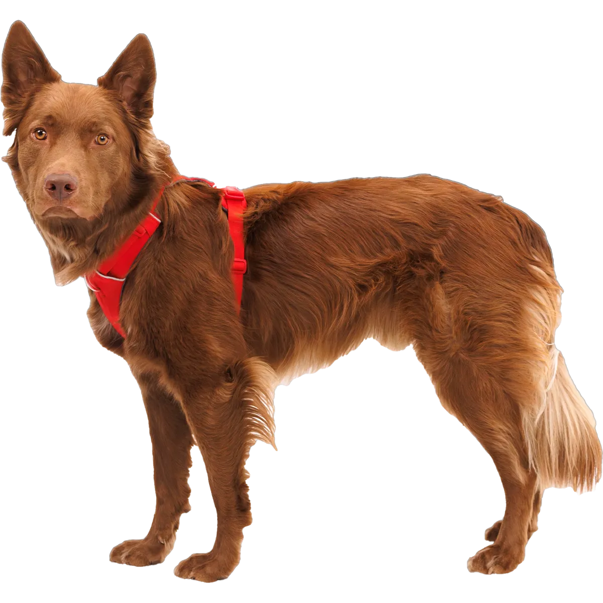 Front Range Harness