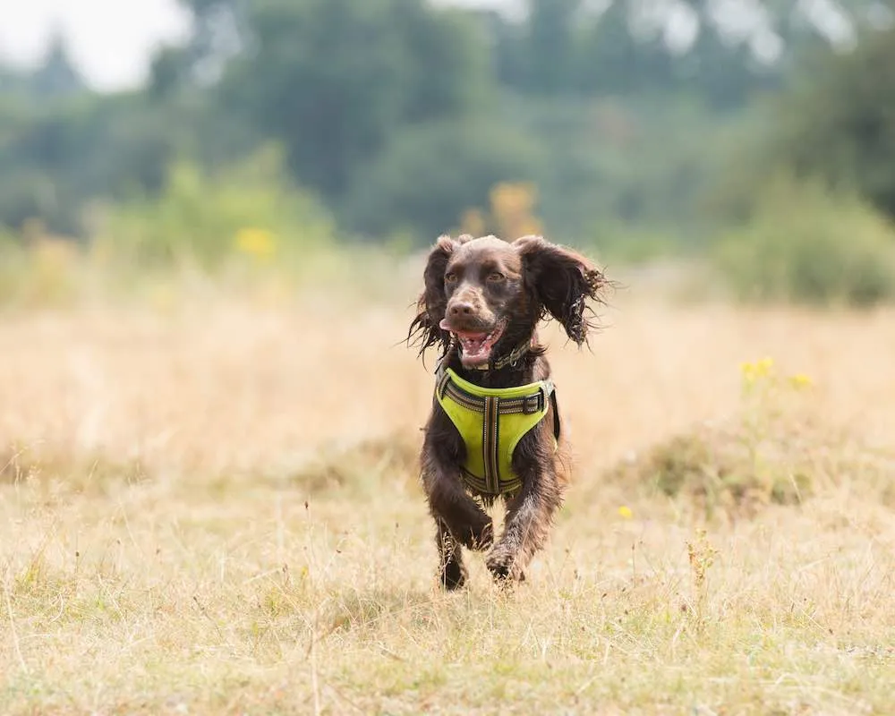 Green Padded Reflective Dog Harness
