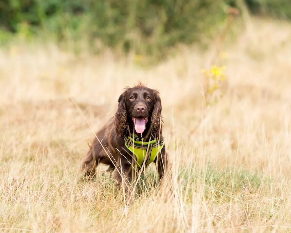 Green Padded Reflective Dog Harness