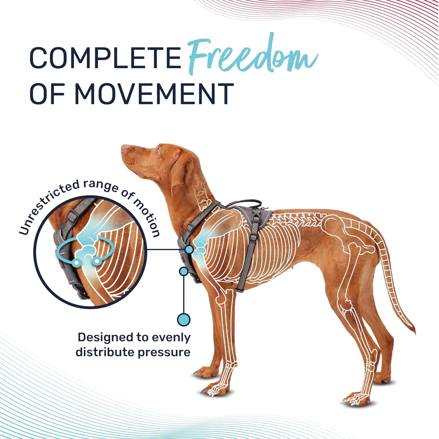 HALTI Anatomy Dog Harness with Handle - Provides Your Dog Freedom of Movement for Comfortable Walking. 3 Leash Attachment Points, Neoprene Padded, Adjustable, and Reflective (Size Medium, Teal)