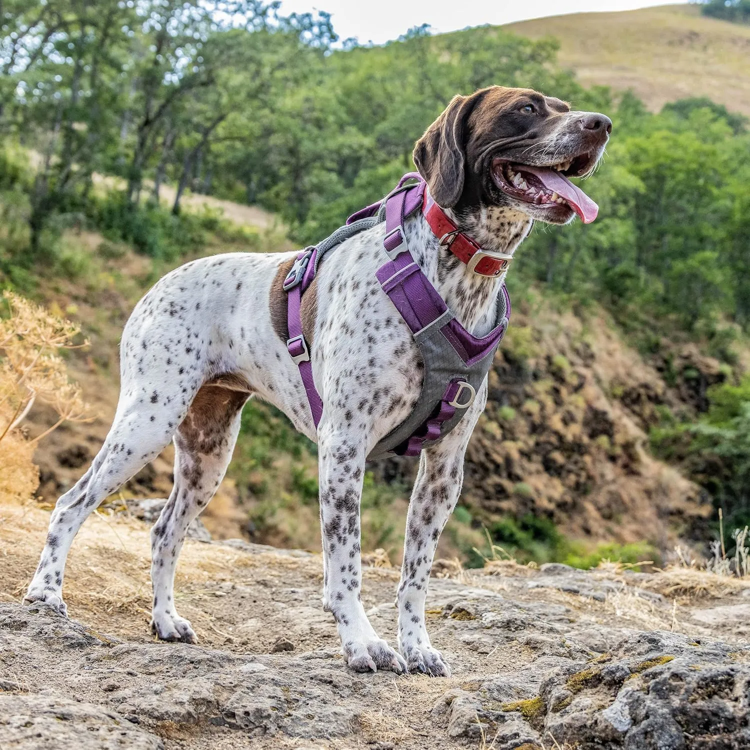 Kurgo Journey Air Dog Harness, Vest Harnesses for Dogs, Pet Hiking Harness for Running & Walking, Reflective, Padded, Includes Control Handle, No Pull Front Clip (Purple, Large)