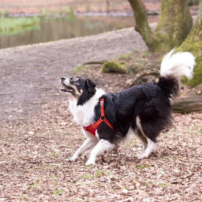 Orange Padded Reflective Dog Harness