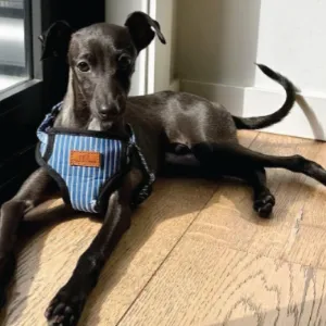 Oscar & Friends Teal Stripe Padded Dog Harness Small