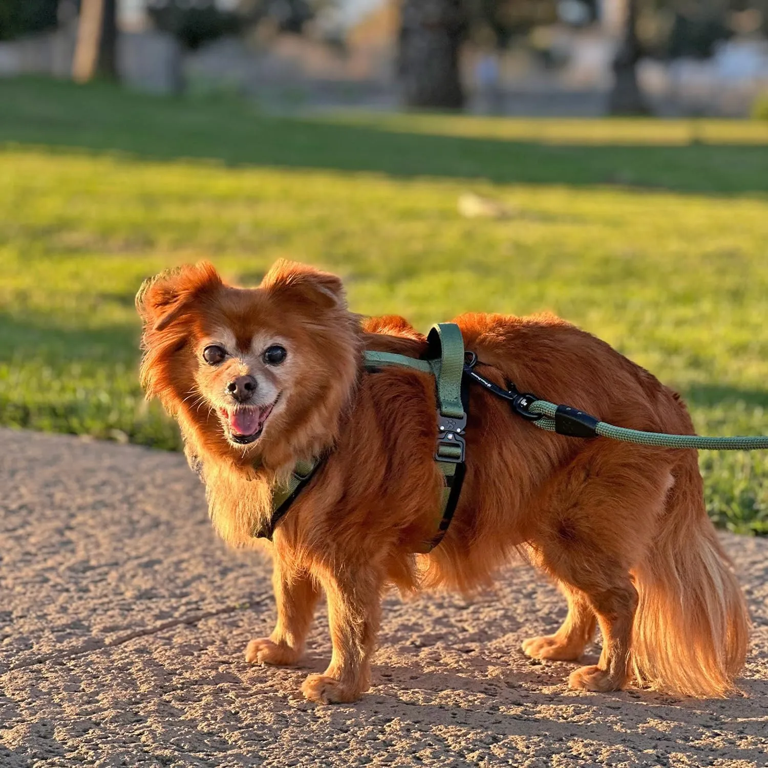 PawsPassion Dog Harness for Large Dogs, Chew-Proof Metal Hardware, Easy Walk Dog Harness, Ergonomic Y-Shaped Design, Soft Padding, Padded Handle, Durable High-Tensile Nylon (Evergreen, L)