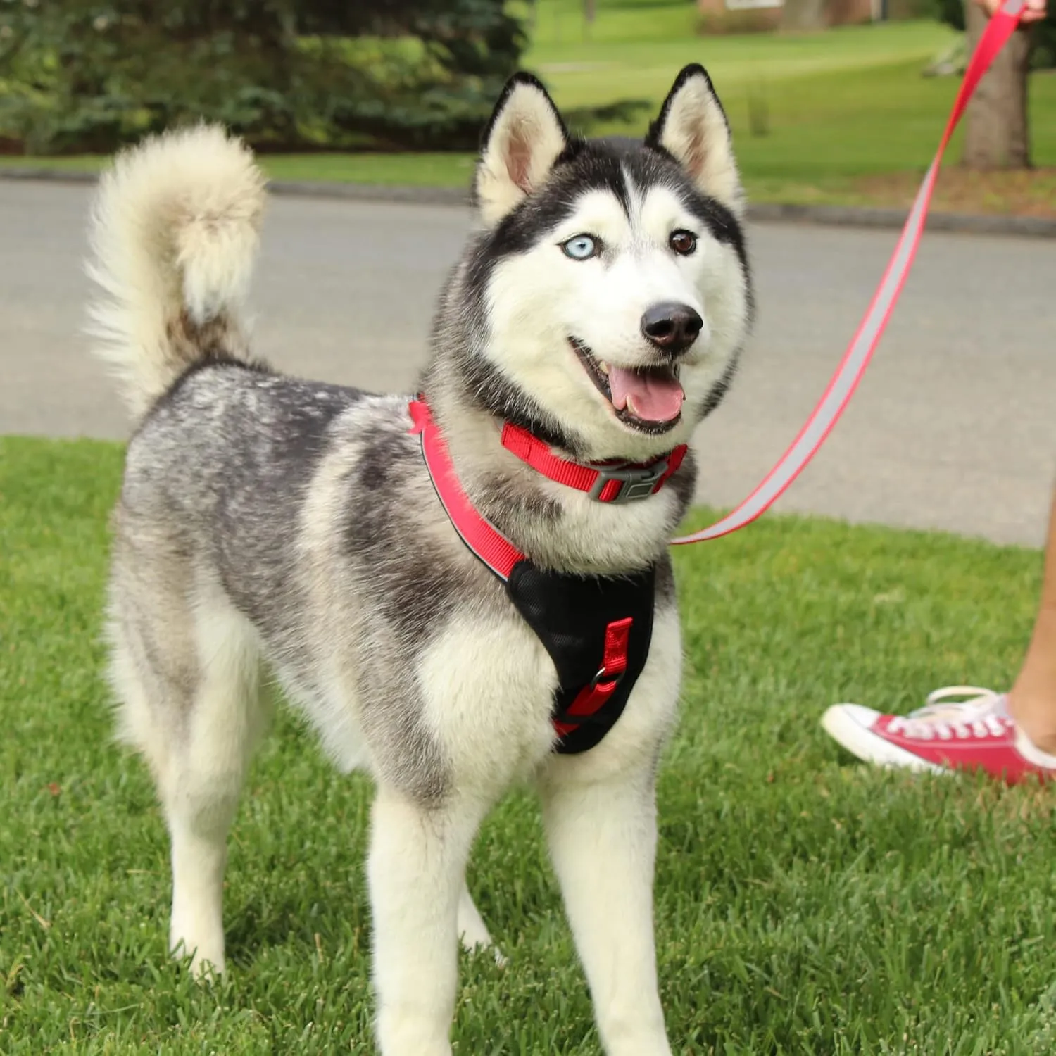 Pawtitas Reflective Dog Harness Padded Dog Harness Provides Comfort Control for a Walk or Running Great Pet Accessories Dog Vest S Small Purple Dog Harness