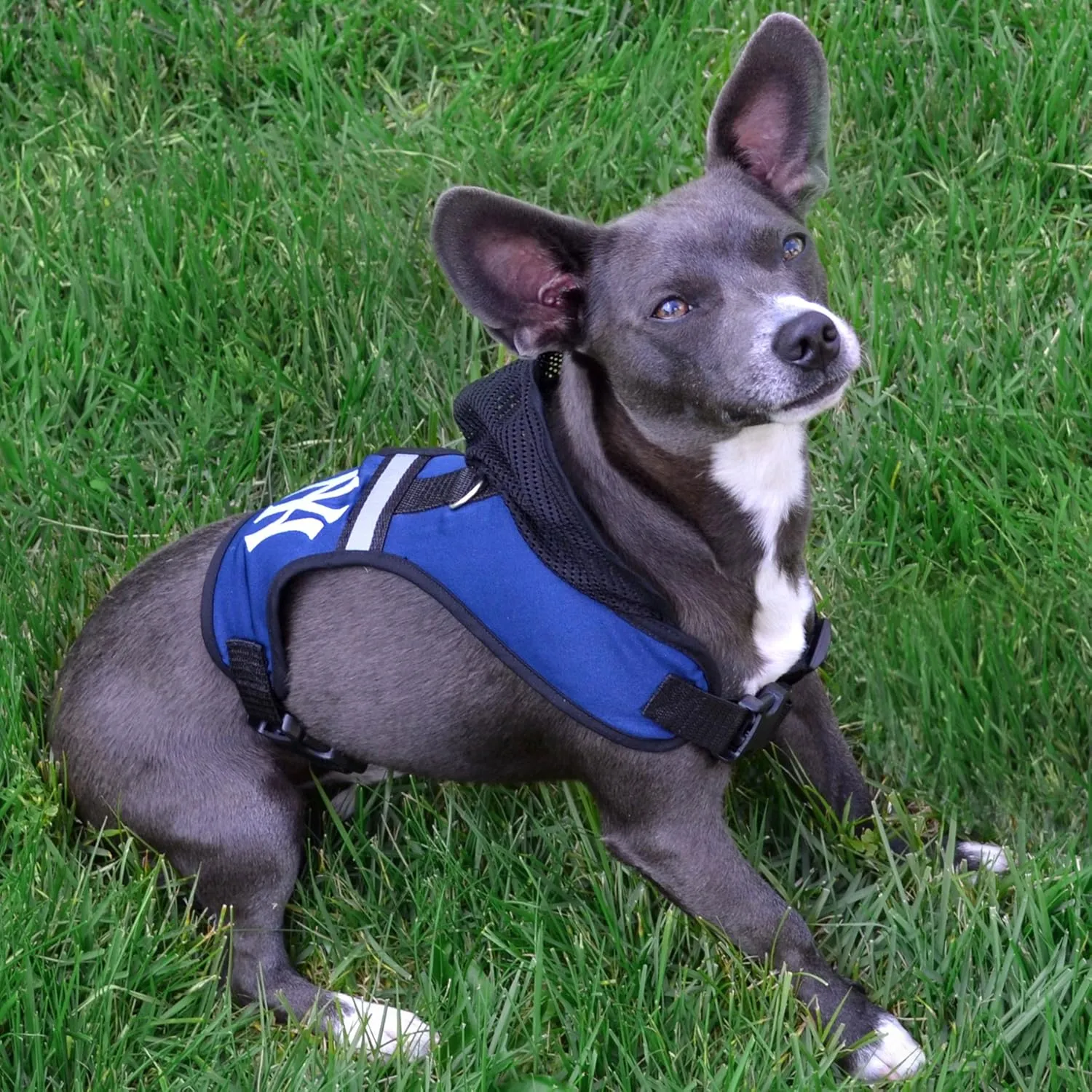 Pets First Collegiate Pet Accessories, Purdue Boilermakers Hooded Harness, Size Small