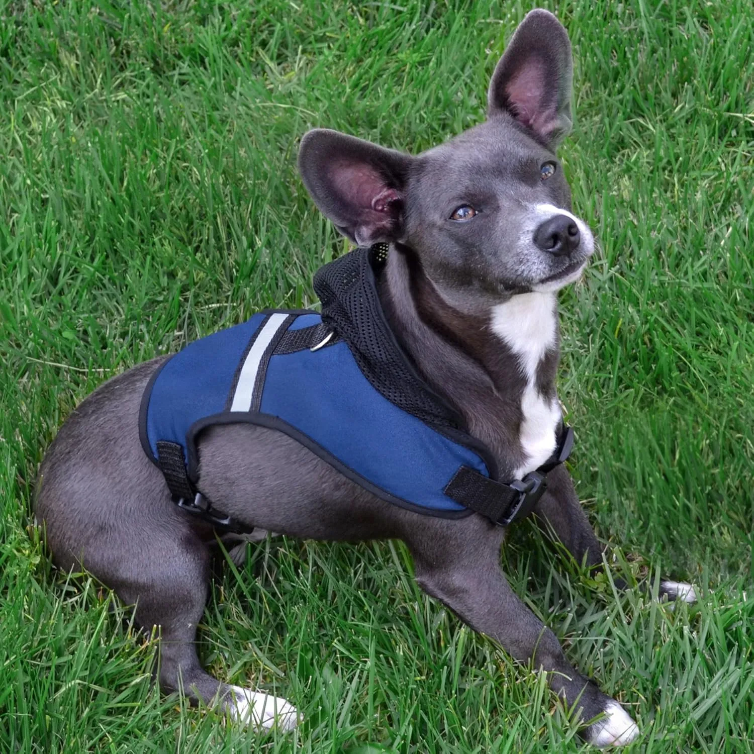 Pets First Collegiate Pet Accessories, Purdue Boilermakers Hooded Harness, Size Small