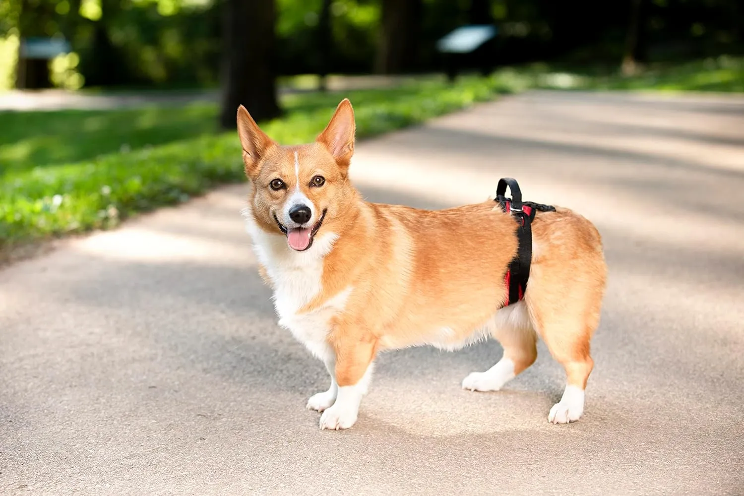 PetSafe CareLift Rear Support Harness - Lifting Aid with Handle - Great for Pet Mobility and Older Dogs - Comfortable, Breathable Material - Easy to Adjust - Small, Red