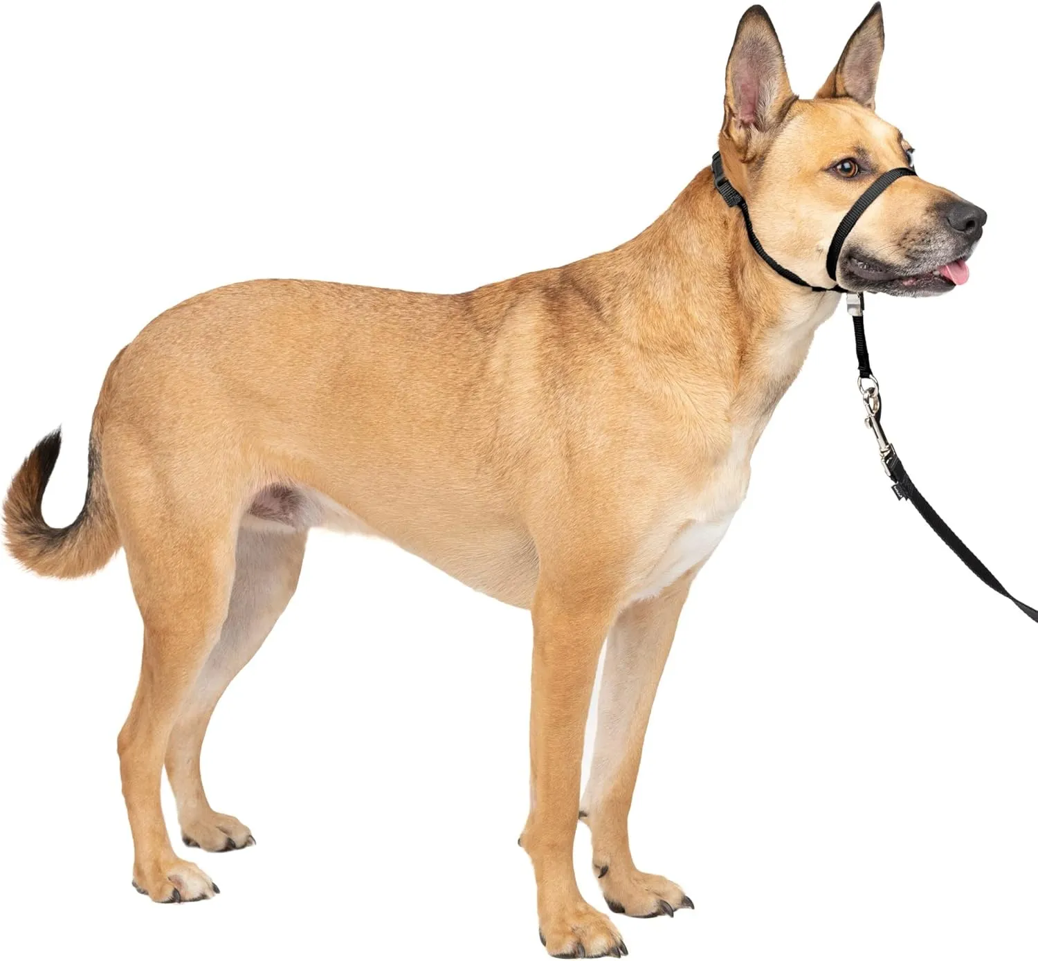 PetSafe Gentle Leader No-Pull Head Collar for Dogs, Dog Head Collar - The Ultimate Solution to Pulling, Padded Nose Loop, Quick-Snap Neck Strap, Dog Halter, Medium - Black