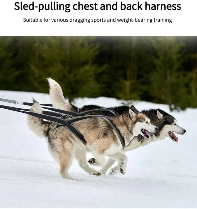 Professional Sled Dog Harness for Running, Weight Pulling & Canicross - Multi-Functional Training Gear with Wheeled Sled Adaptability (M)