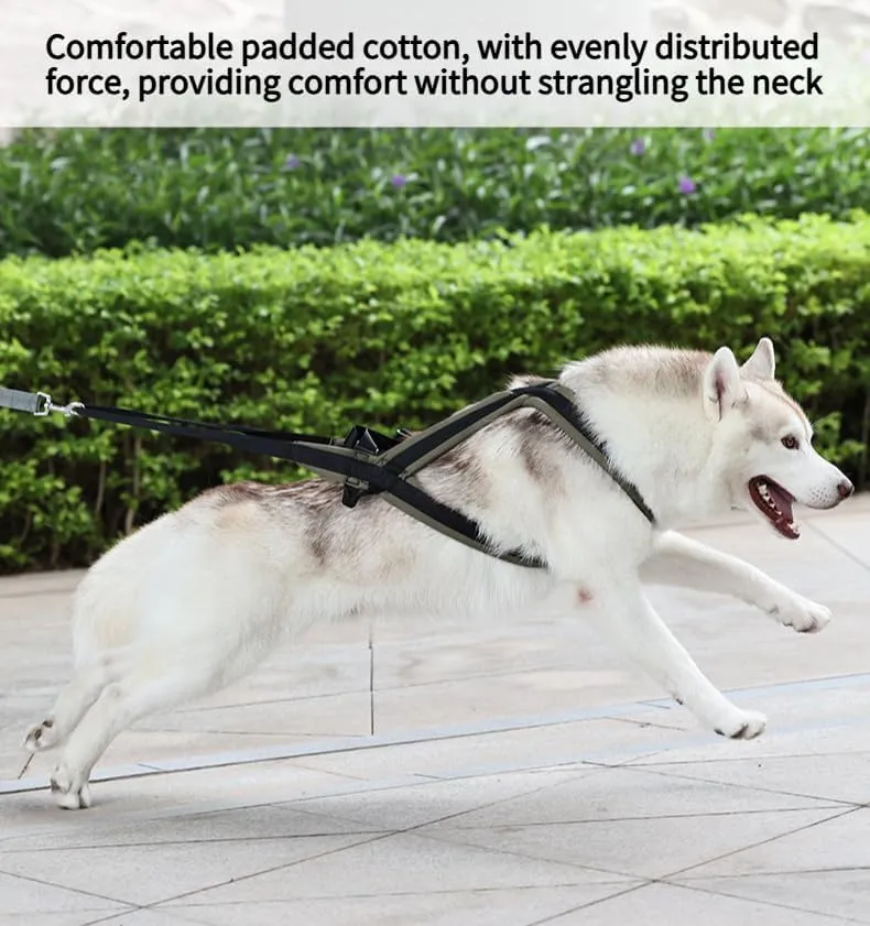 Professional Sled Dog Harness for Running, Weight Pulling & Canicross - Multi-Functional Training Gear with Wheeled Sled Adaptability (M)