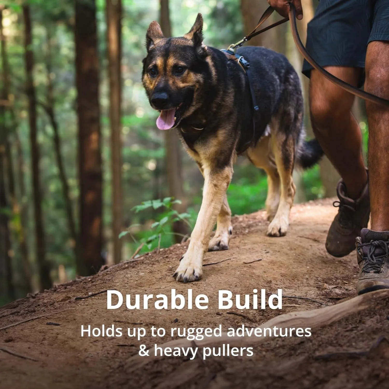 Ruffwear, Front Range Dog Harness, Reflective Soft Padded Everyday Harness with Dual Leash Clips, Adjustable and Lightweight Fit for Training or Walking for All Dogs, Spring Mountains, Small