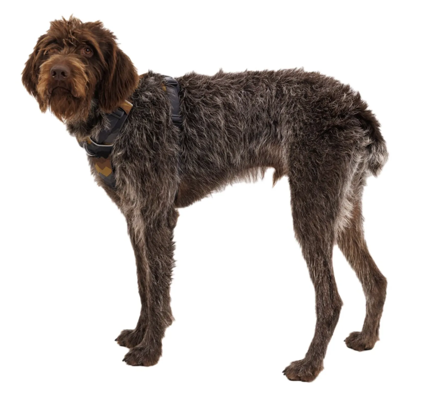 Ruffwear Front Range Harness Moonlight Mountains