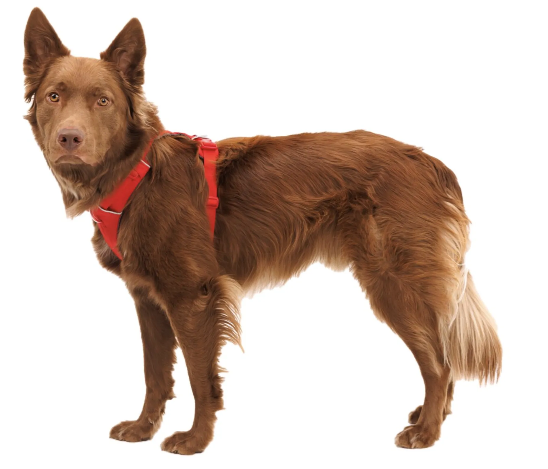 Ruffwear Front Range Harness Red Canyon