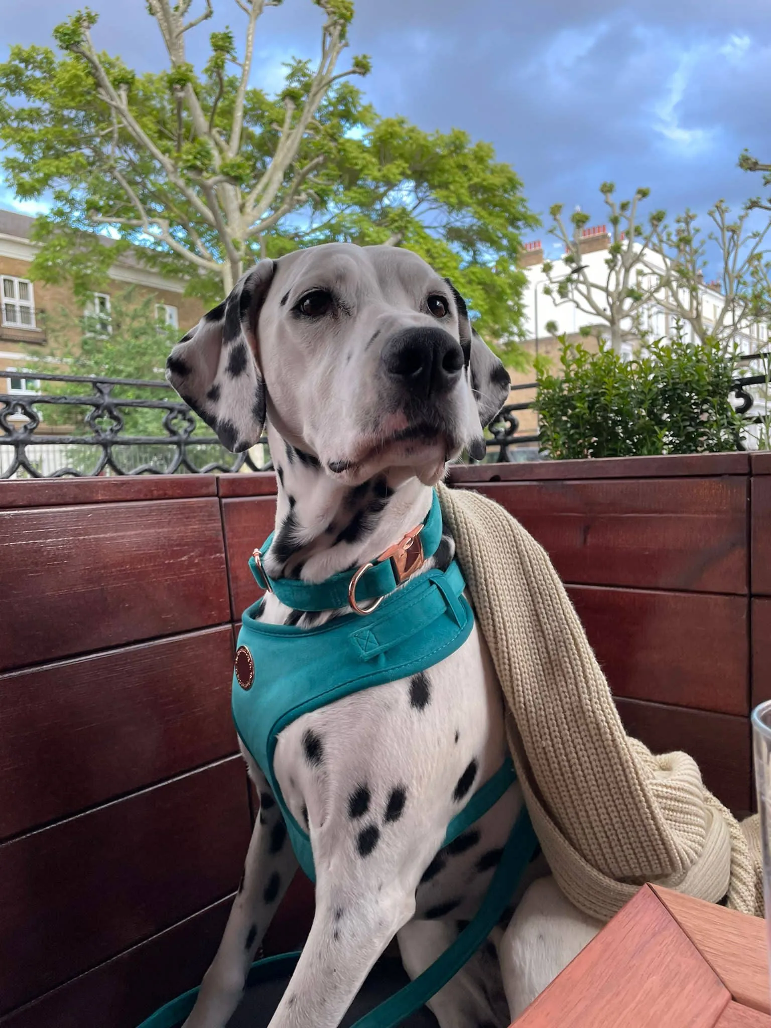 The Spotted Dog Company - Jade Velvet Harness: XS