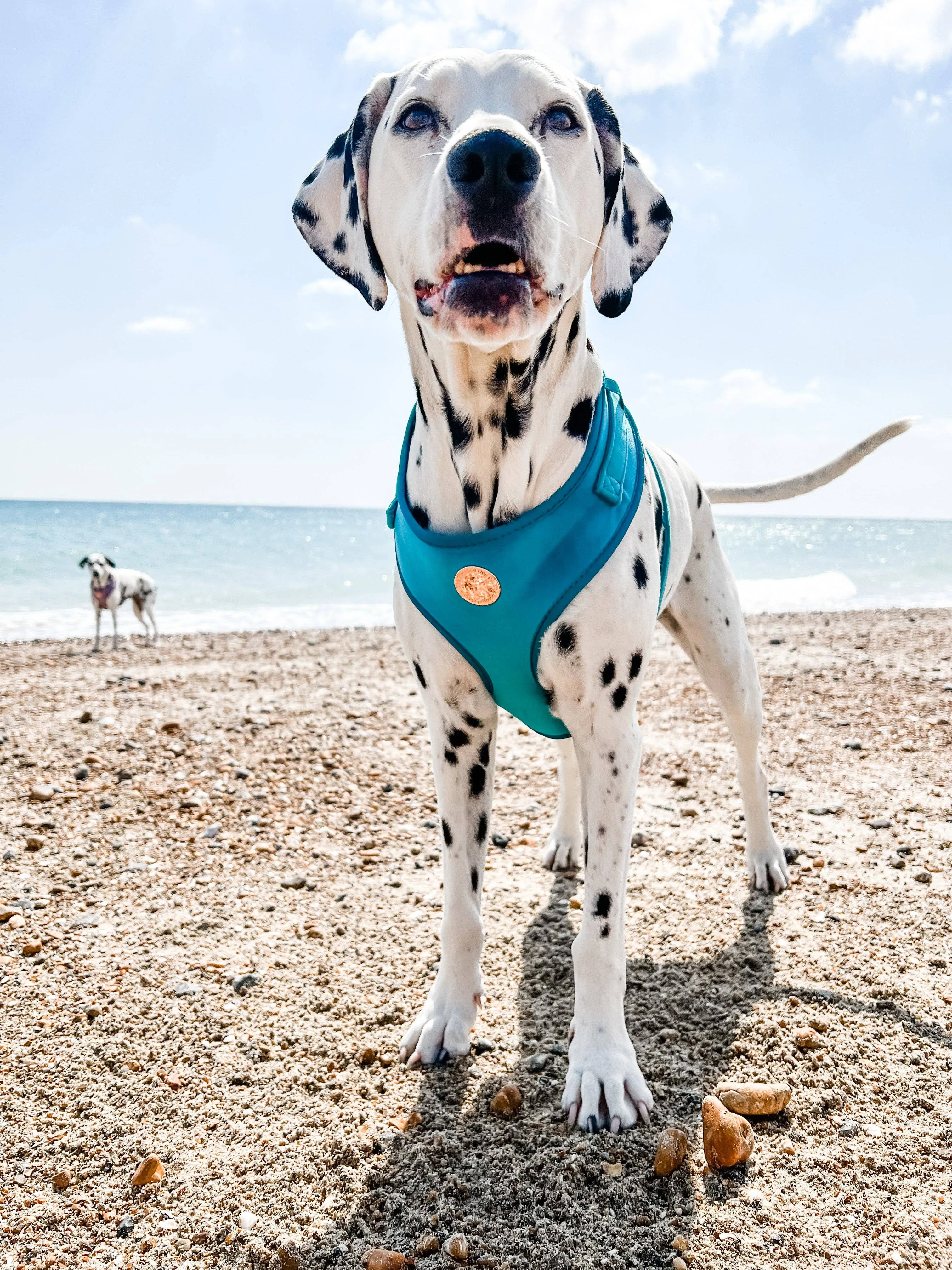 The Spotted Dog Company - Jade Velvet Harness: XS