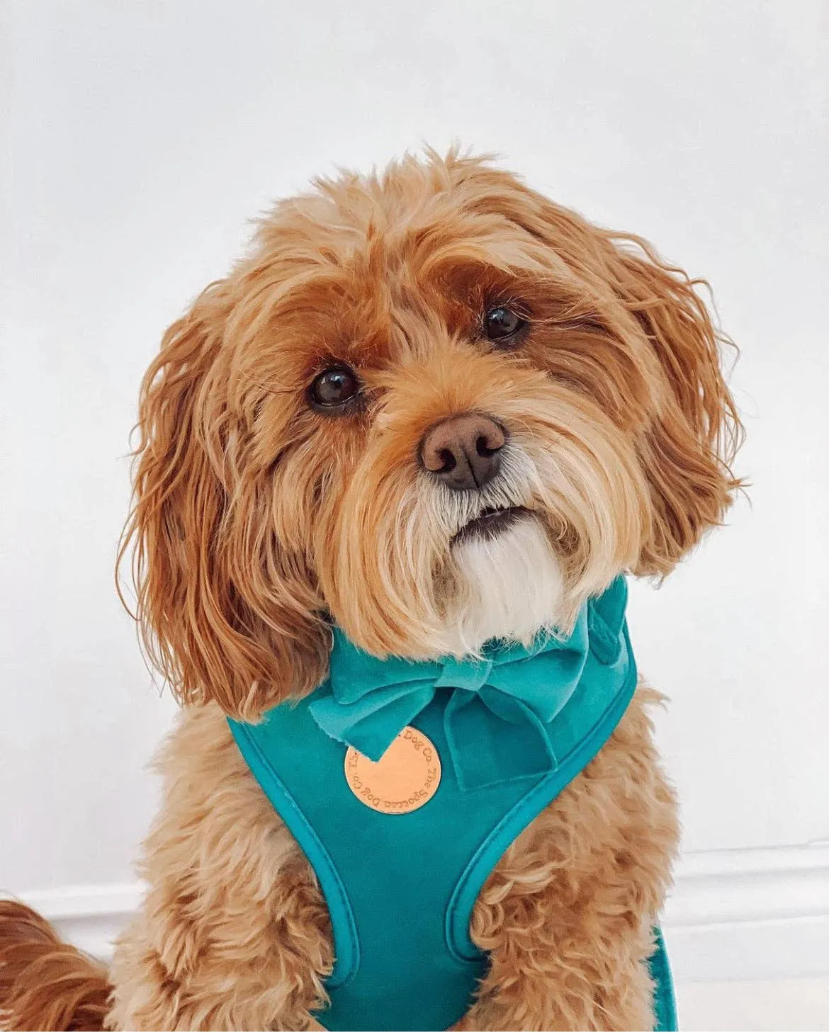 The Spotted Dog Company - Jade Velvet Harness: XS