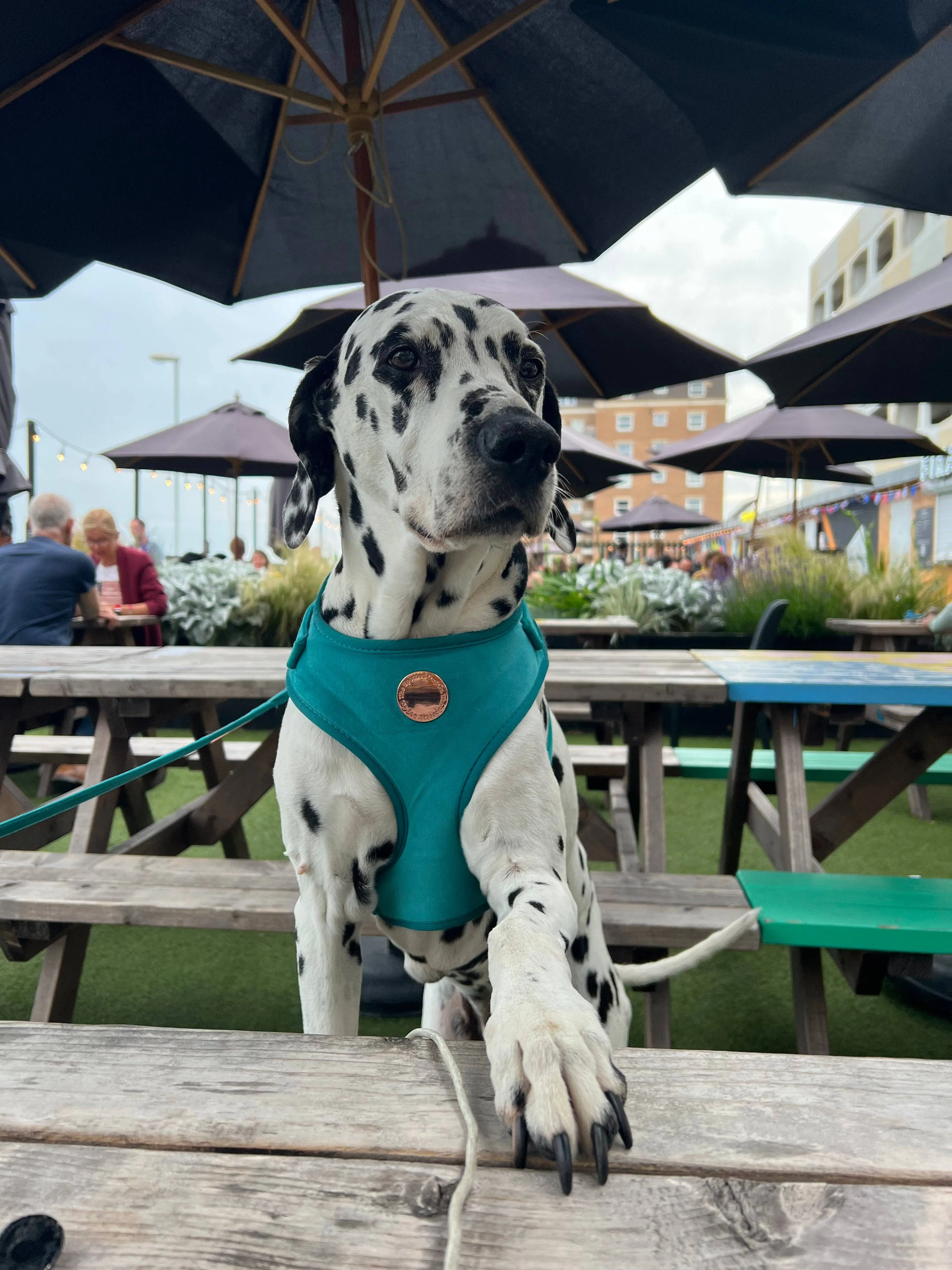 The Spotted Dog Company - Jade Velvet Harness: XS